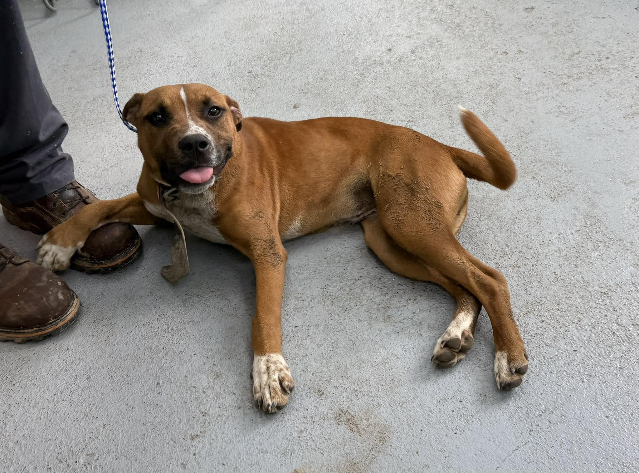 Heidi, ADOPTABLE, Young Female Mixed Breed.