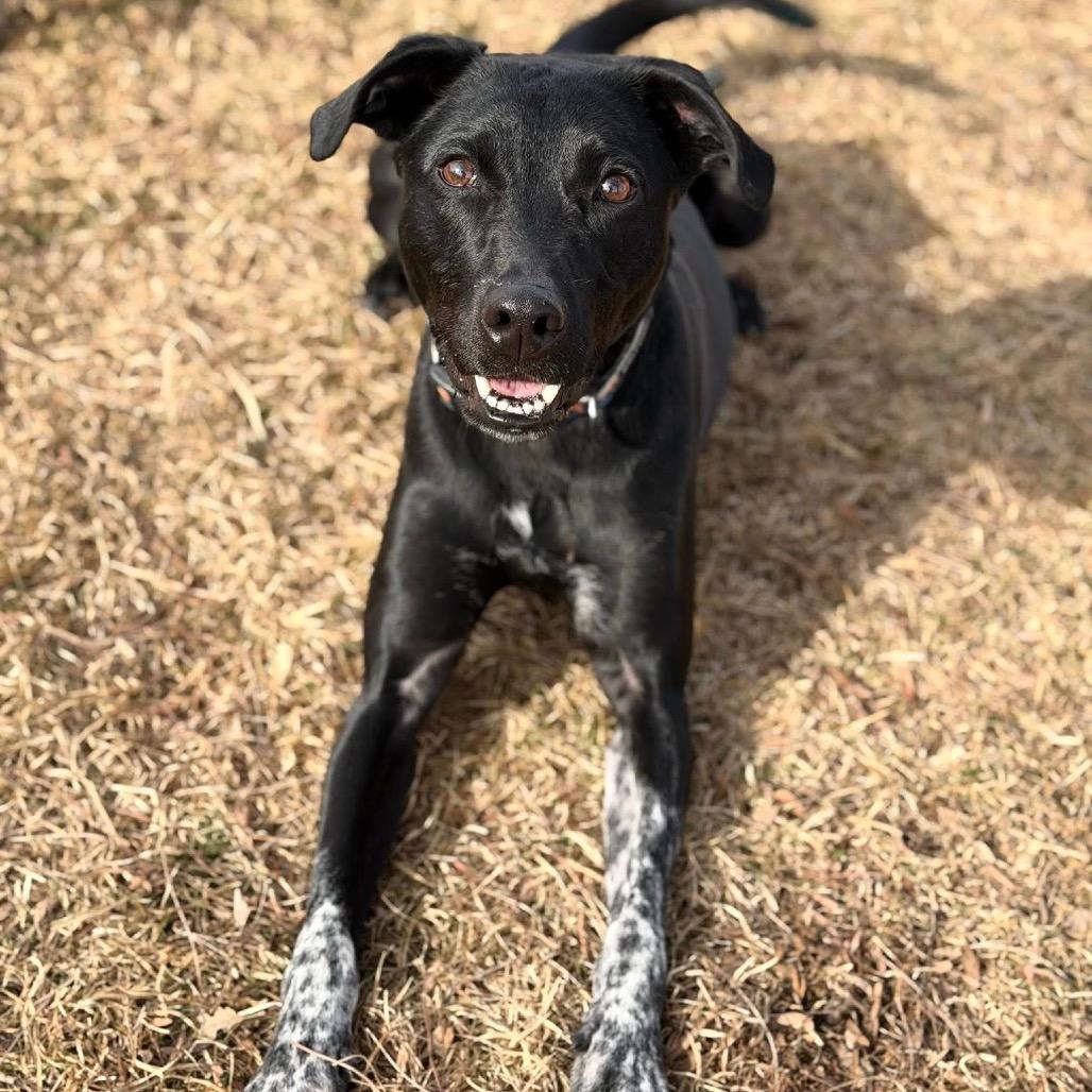 Chance, Adoptable, Adult Male Mixed Breed.