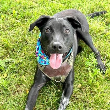 Enlarge Chance, a Adoptable mixed breed in DeKalb, IL image 2/4