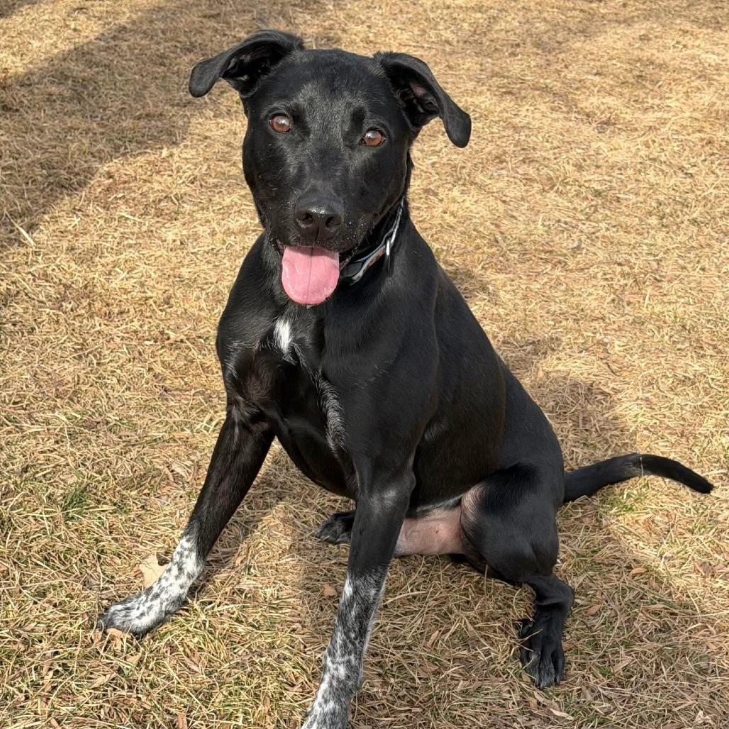 Enlarge Chance, a Adoptable mixed breed in DeKalb, IL image 3/4