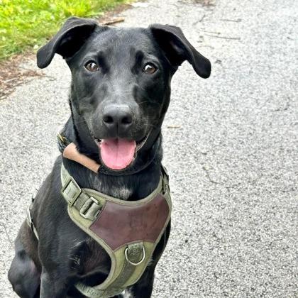 Enlarge Chance, a Adoptable mixed breed in DeKalb, IL image 4/4