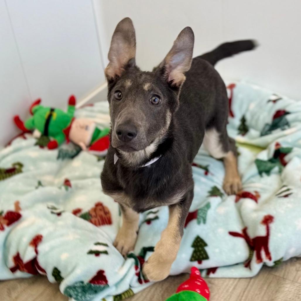 Astra, Adoptable, Young Female Australian Kelpie & Mixed Breed.