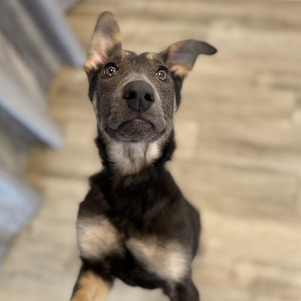 Enlarge Astra, a Adoptable mixed breed in Green Bay, WI image 2/6