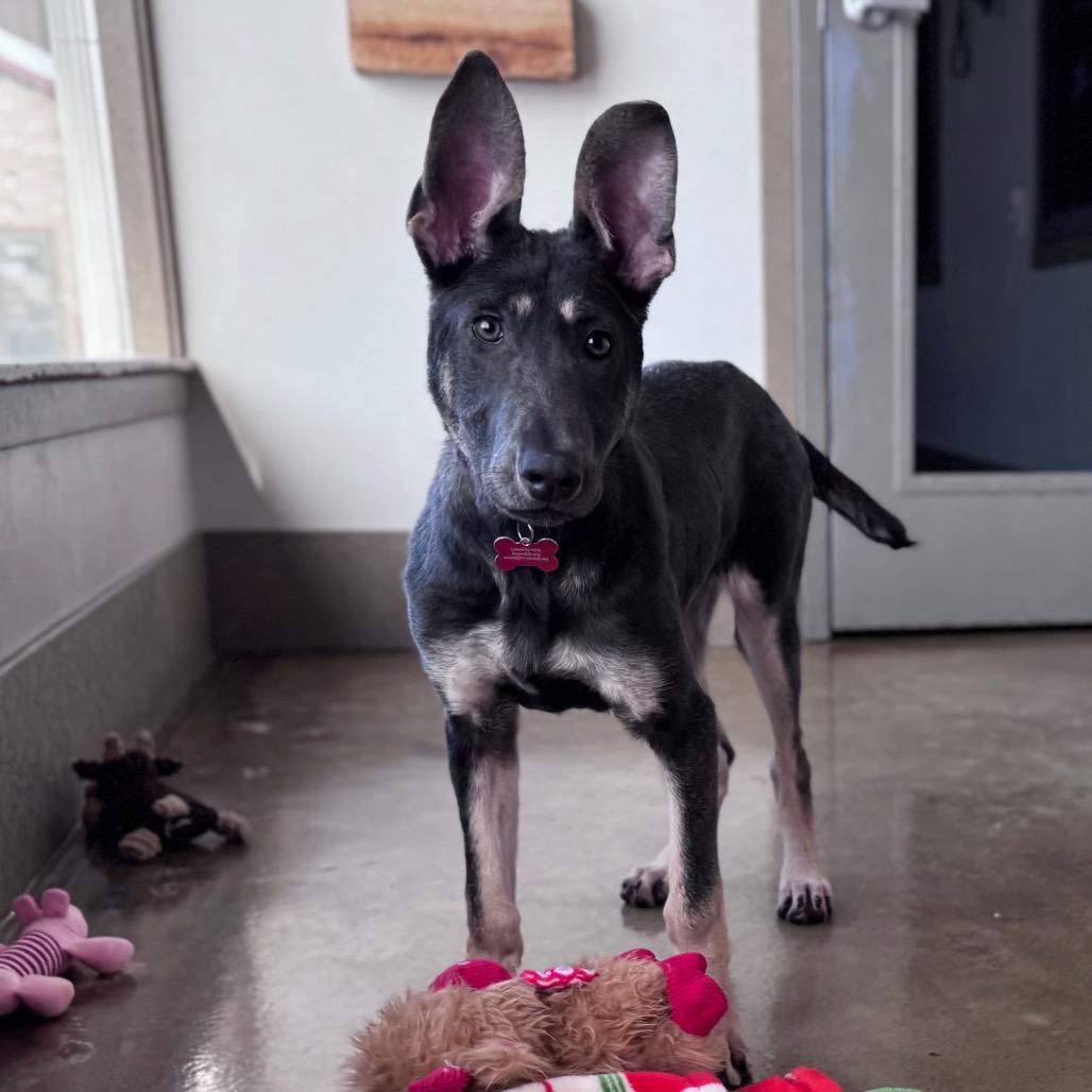 Enlarge Astra, a Adoptable mixed breed in Green Bay, WI image 3/6