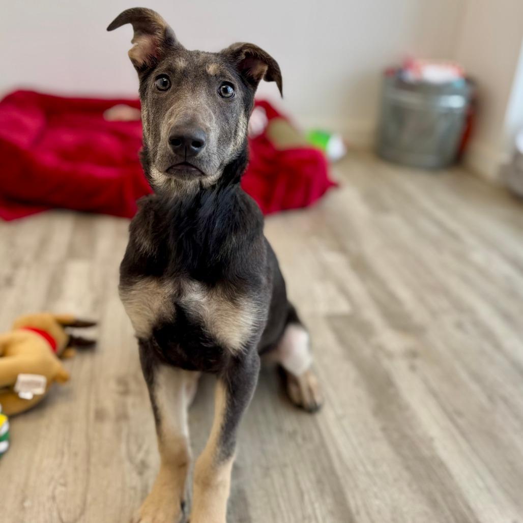 Enlarge Astra, a Adoptable mixed breed in Green Bay, WI image 4/6