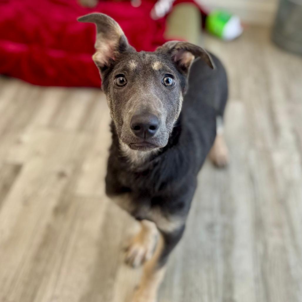 Enlarge Astra, a Adoptable mixed breed in Green Bay, WI image 6/6