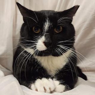 Sebastian, Adoptable, Adult Male Tuxedo & Domestic Short Hair.