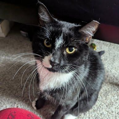 Enlarge Sebastian, a Adoptable mixed breed in Sacramento, CA image 4/6