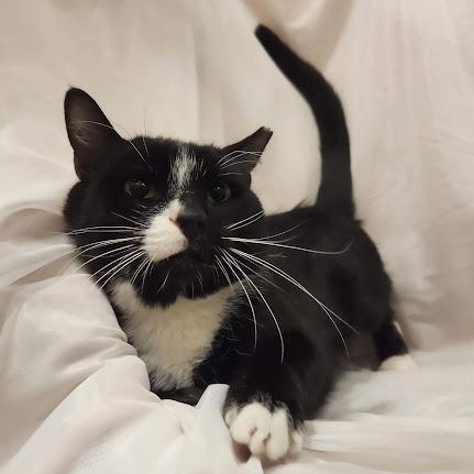 Enlarge Sebastian, a Adoptable mixed breed in Sacramento, CA image 2/6