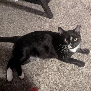 Enlarge Sebastian, a Adoptable mixed breed in Sacramento, CA image 5/6