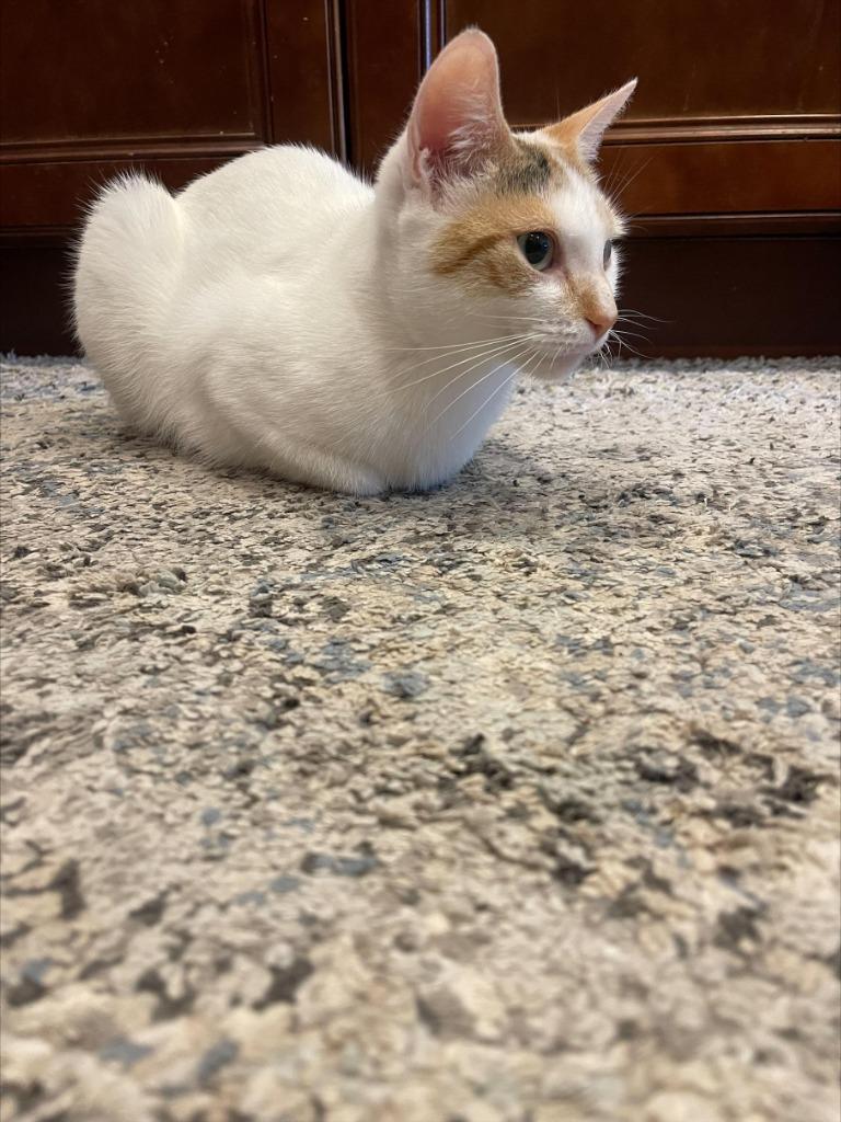 Enlarge Yuki, a Adoptable Domestic Short Hair in Arthur, ON image 1/3