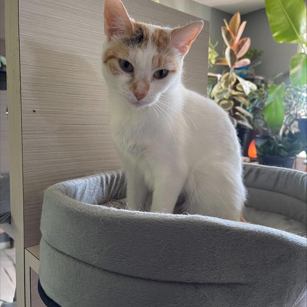 Enlarge Yuki, a Adoptable Domestic Short Hair in Arthur, ON image 3/3