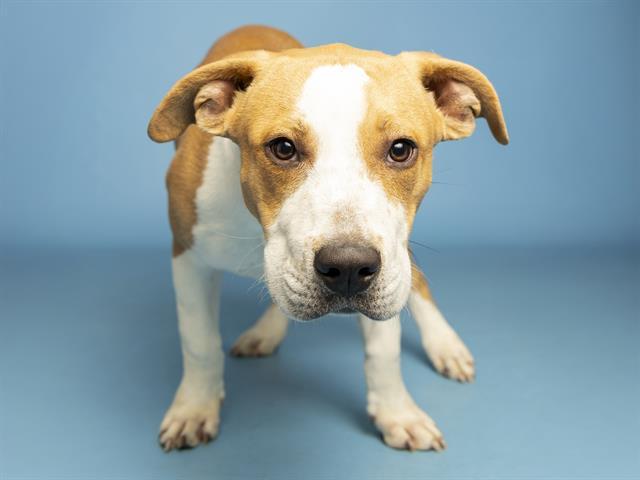 Enlarge BABY, a Adoptable Pit Bull Terrier in Phoenix, AZ image 1/1