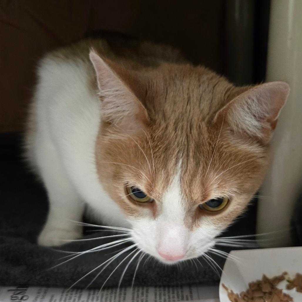 Enlarge Yeti, a Adoptable Domestic Short Hair in Kennebunk, ME image 1/3