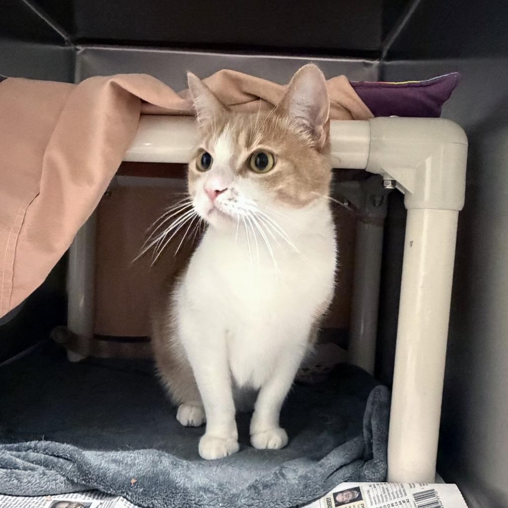Enlarge Yeti, a Adoptable Domestic Short Hair in Kennebunk, ME image 2/3