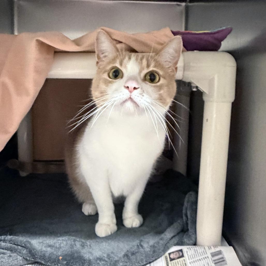 Enlarge Yeti, a Adoptable Domestic Short Hair in Kennebunk, ME image 3/3