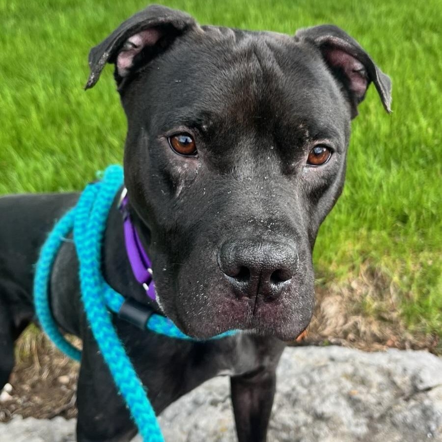Enlarge Marshall, a ADOPTABLE Terrier in North Syracuse, NY image 3/4
