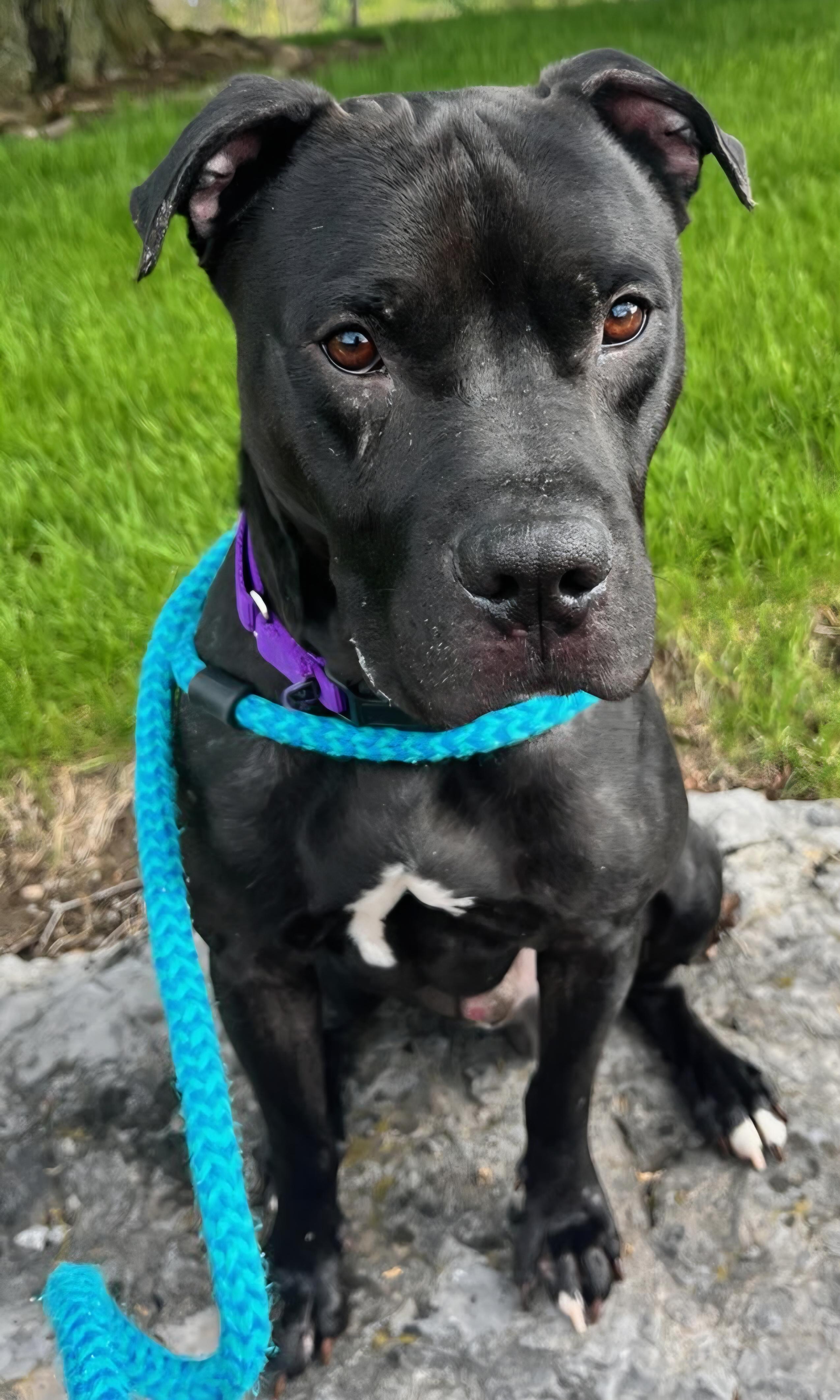 Enlarge Marshall, a ADOPTABLE Terrier in North Syracuse, NY image 4/4