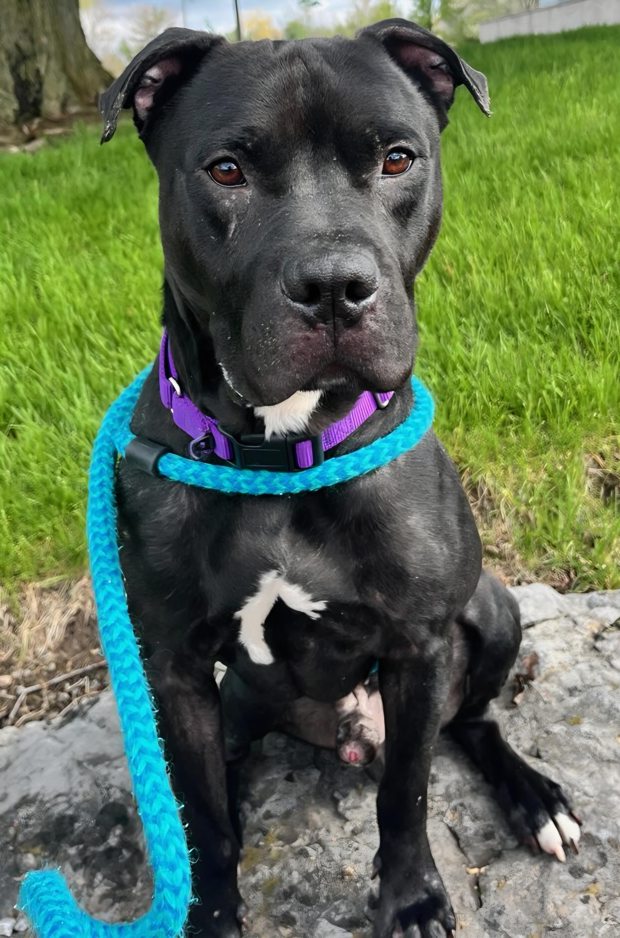 Enlarge Marshall, a ADOPTABLE Terrier in North Syracuse, NY image 2/4