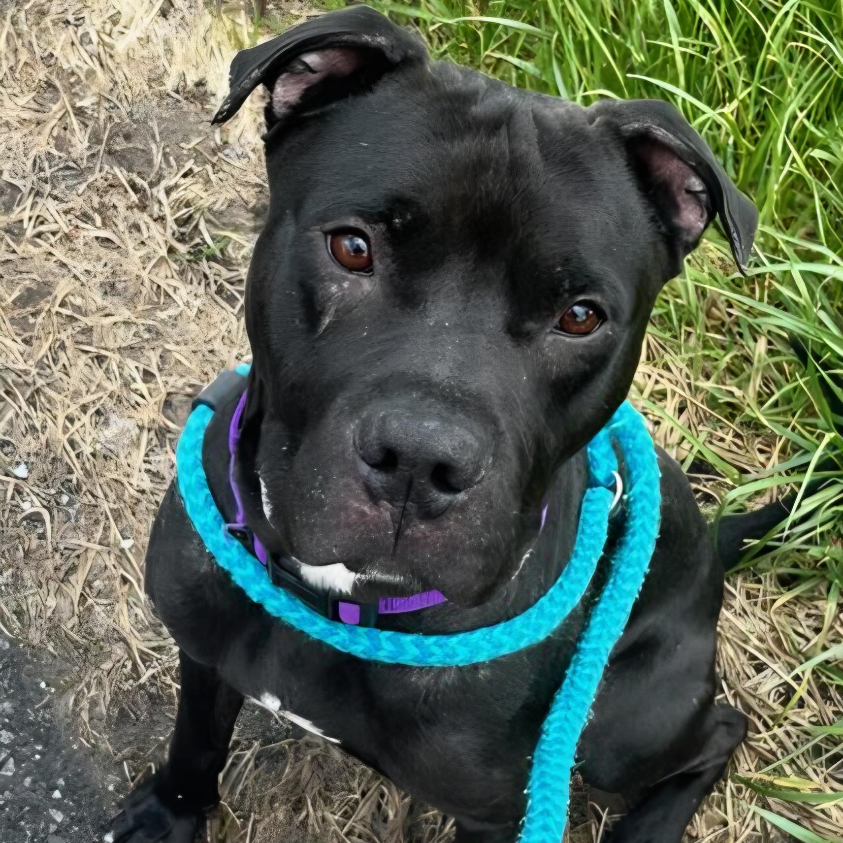 Marshall, ADOPTABLE, Young Male Terrier.