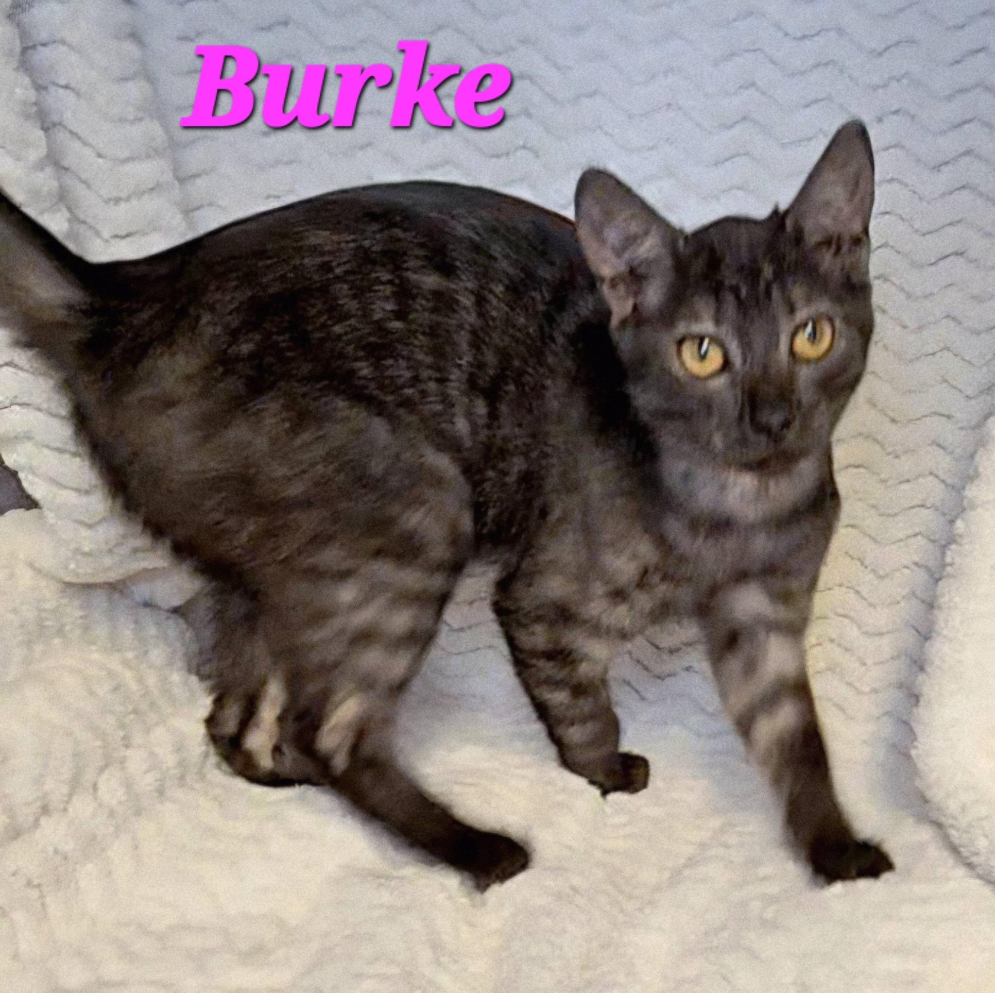 Burke, adopted, Young Female Tabby.