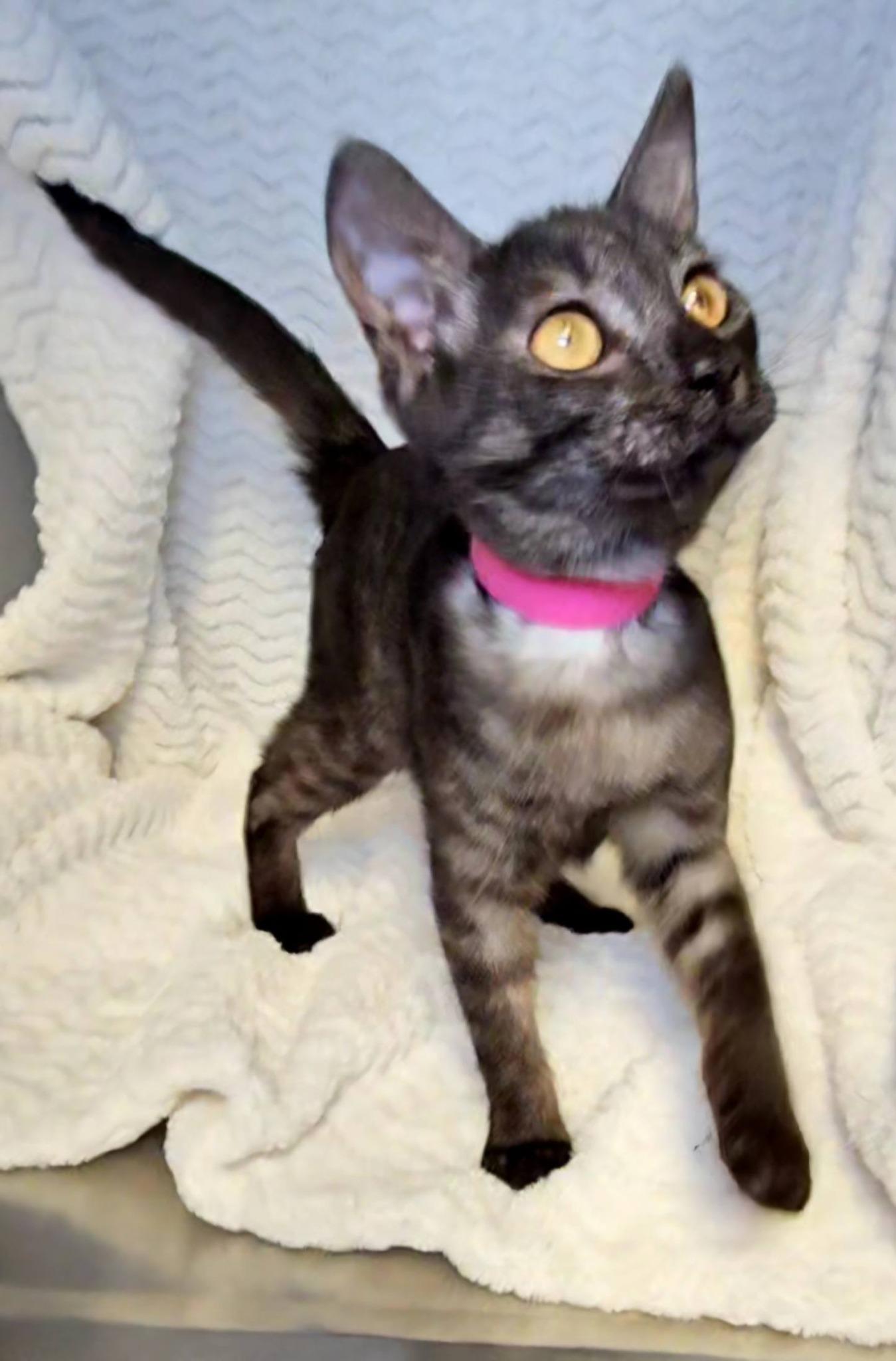 Enlarge Burke, an adopted Tabby in Macon, GA image 2/2