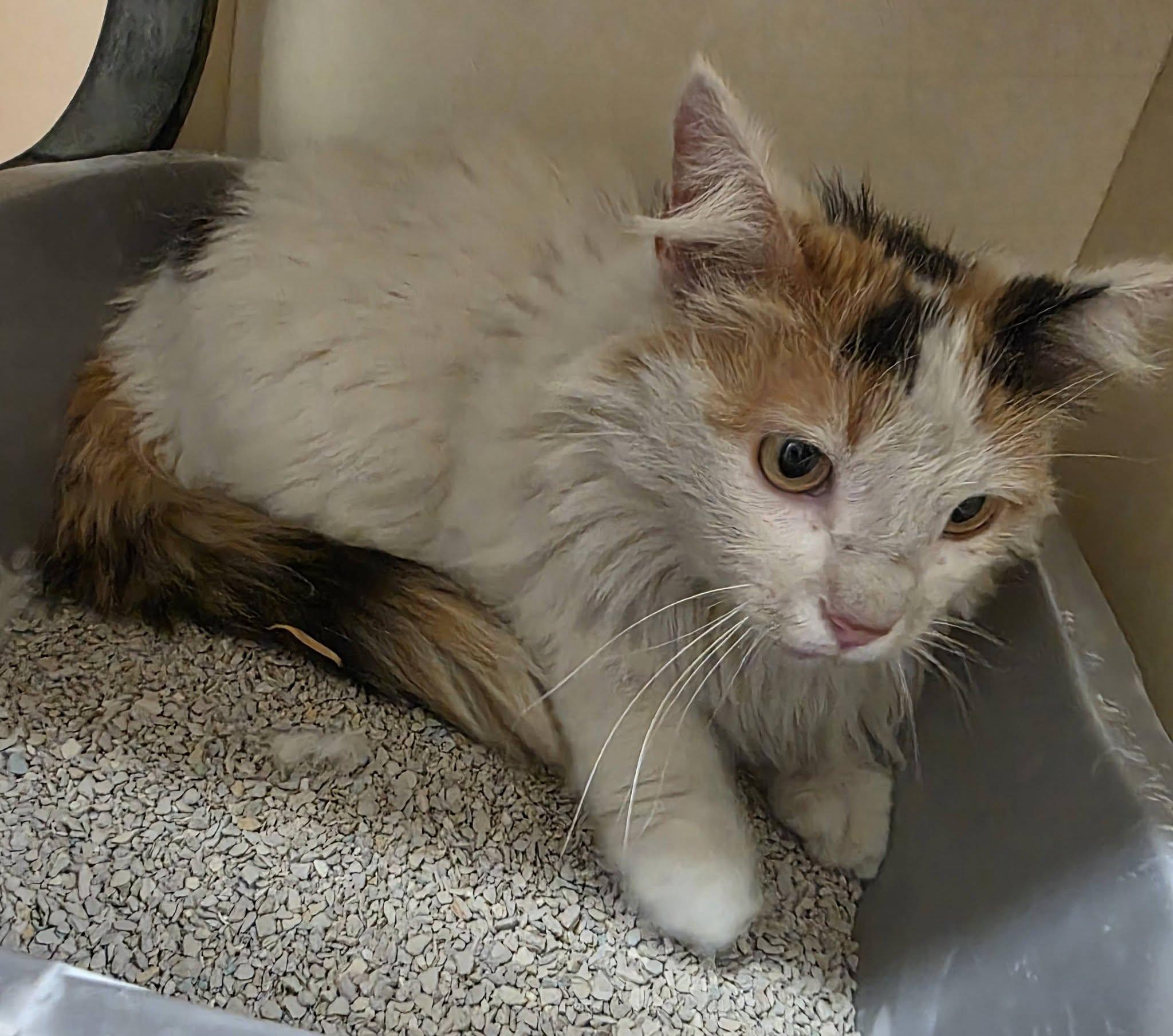 26-158, ADOPTABLE, Adult Female Domestic Long Hair.