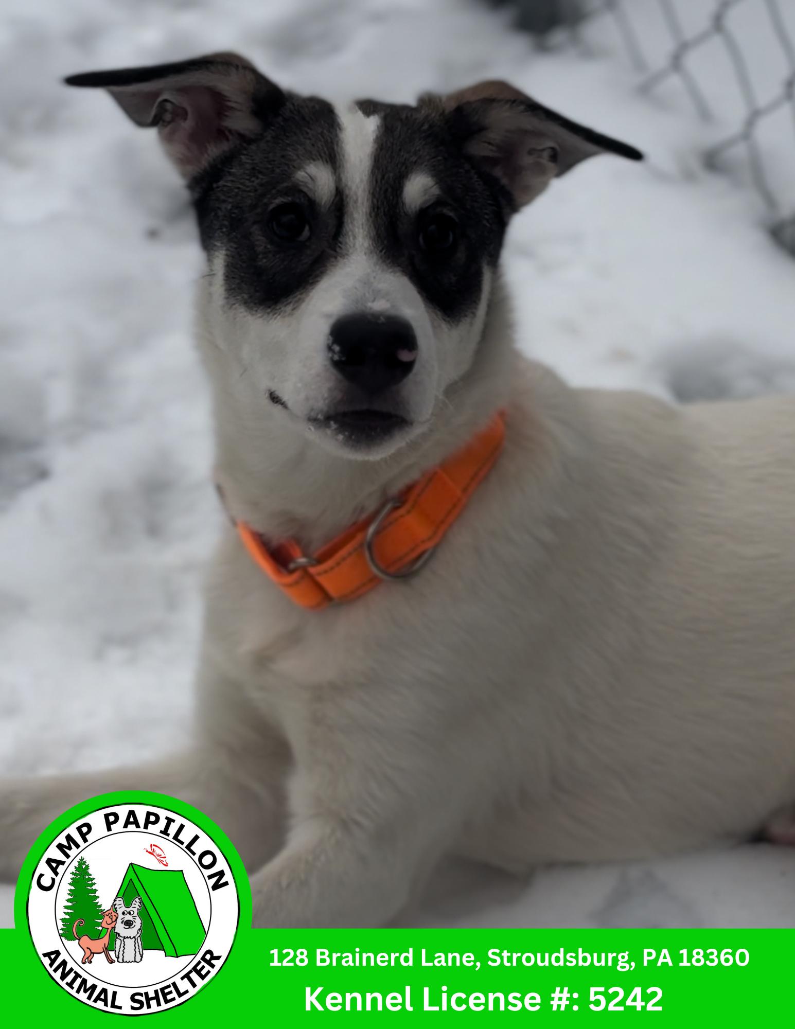 Buddy, Adoptable, Young Male Alaskan Malamute & Norwegian Elkhound.
