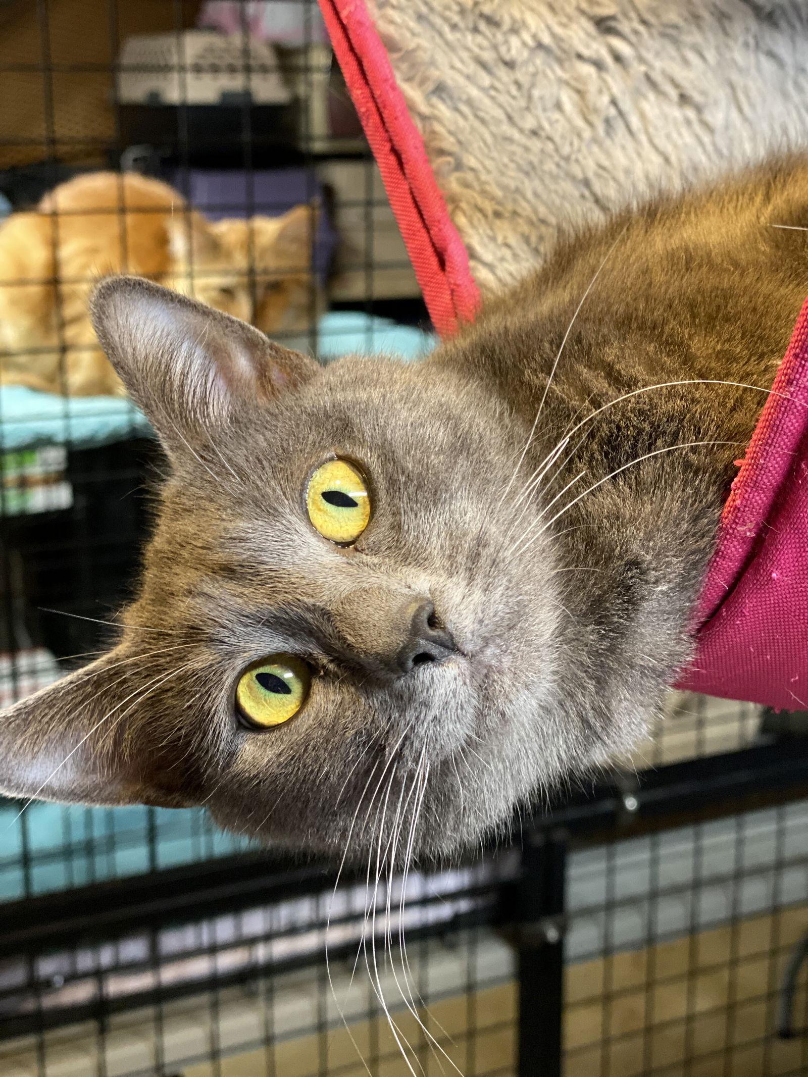 Addison, Adopted, Young Female Domestic Short Hair.