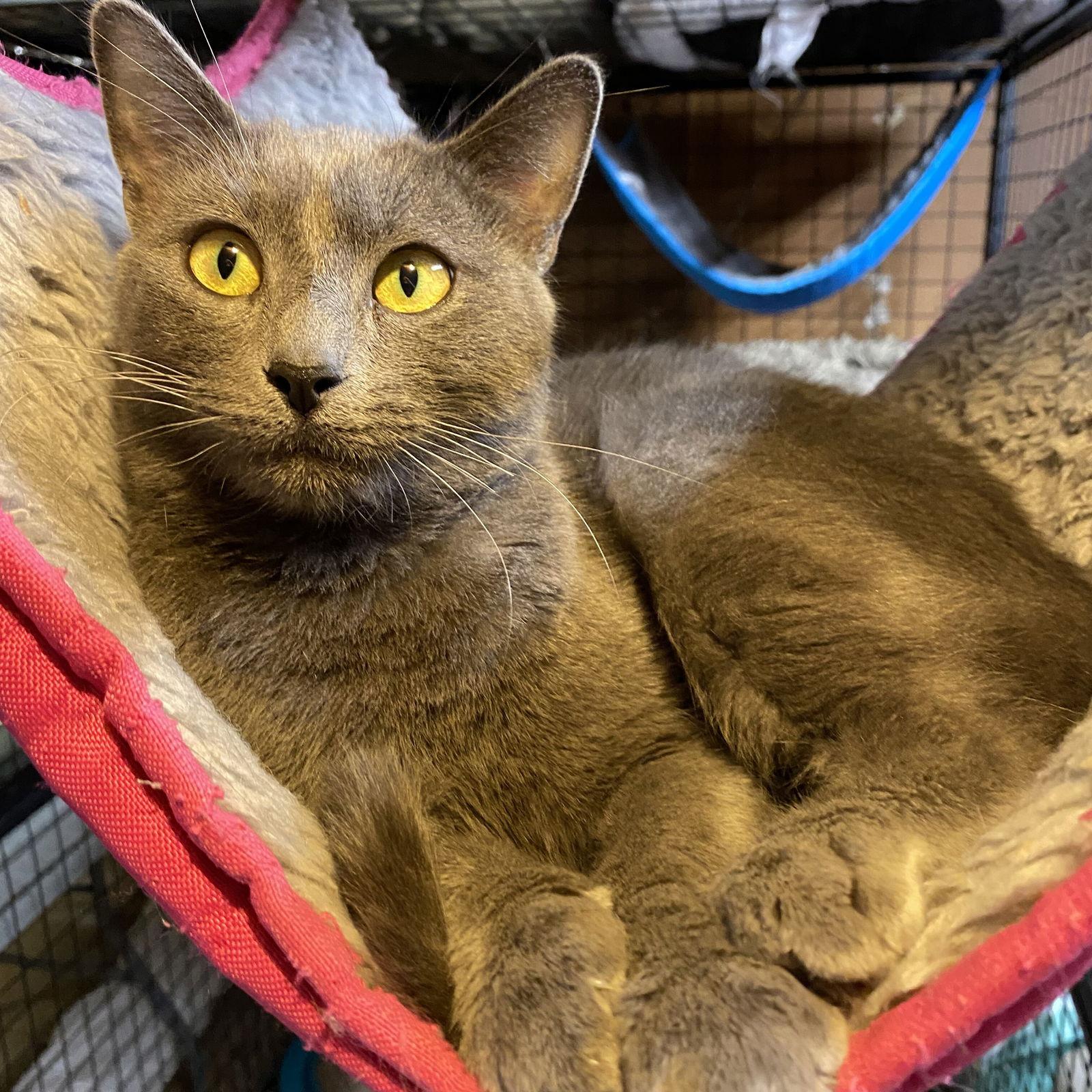 Addison, a Adopted Domestic Short Hair in Alameda, CA image 2/3