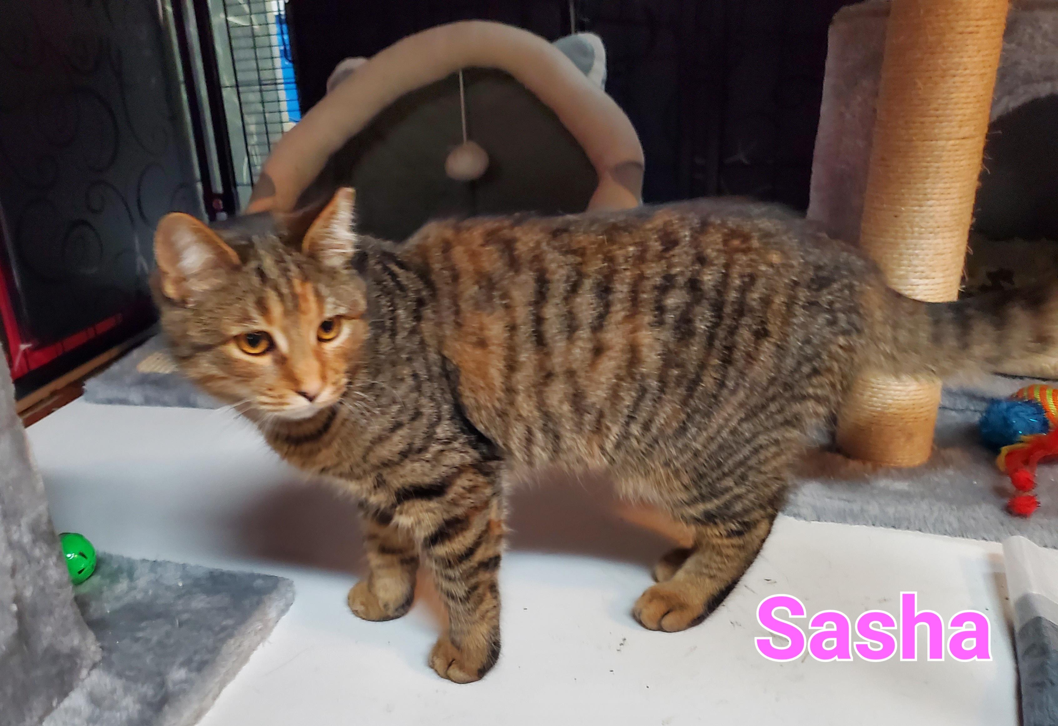 Sasha, ADOPTABLE, Kitten Female Domestic Short Hair.