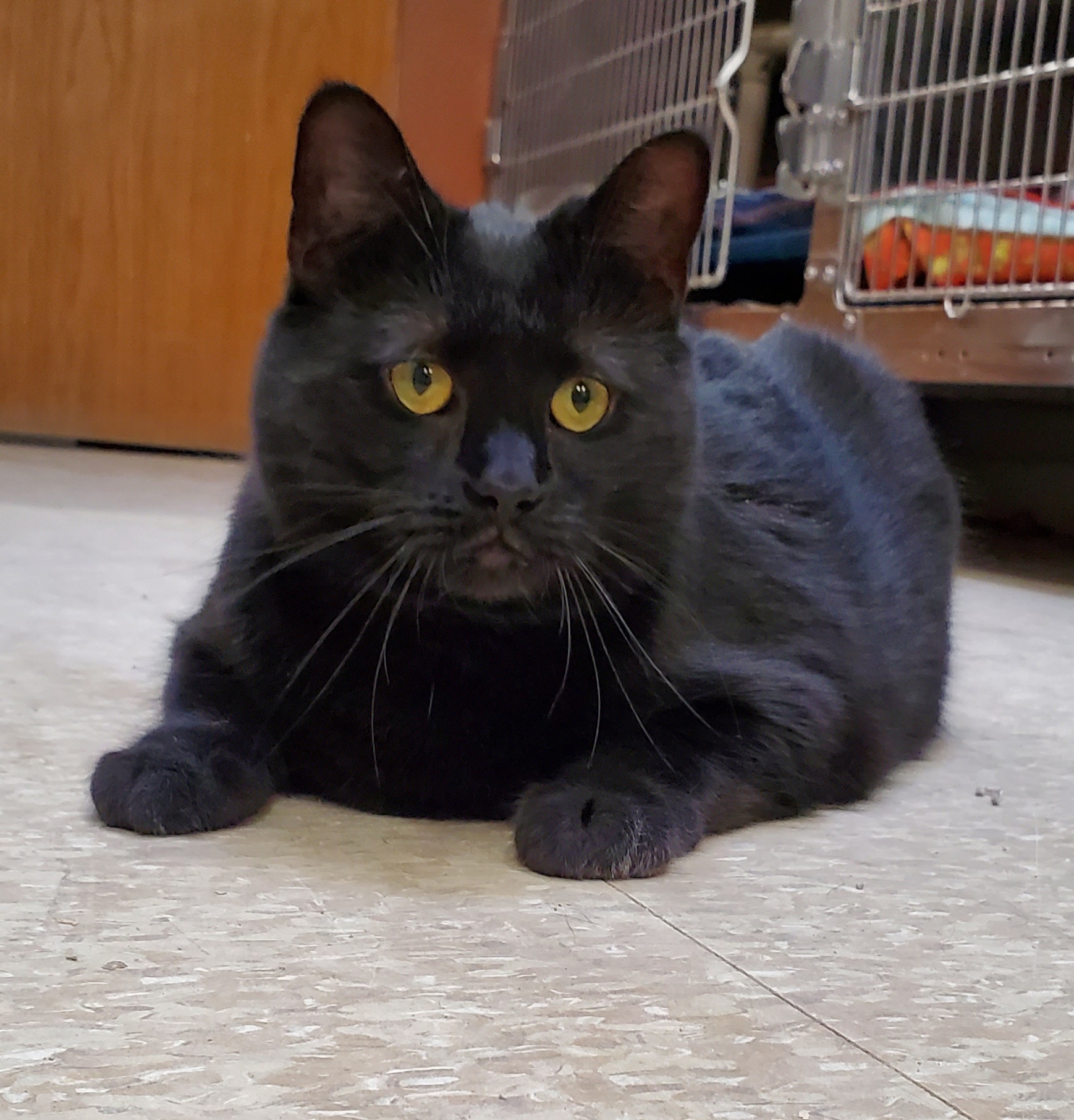 Enlarge Piper, a Adoptable Domestic Short Hair in Washingtonville, NY image 1/1