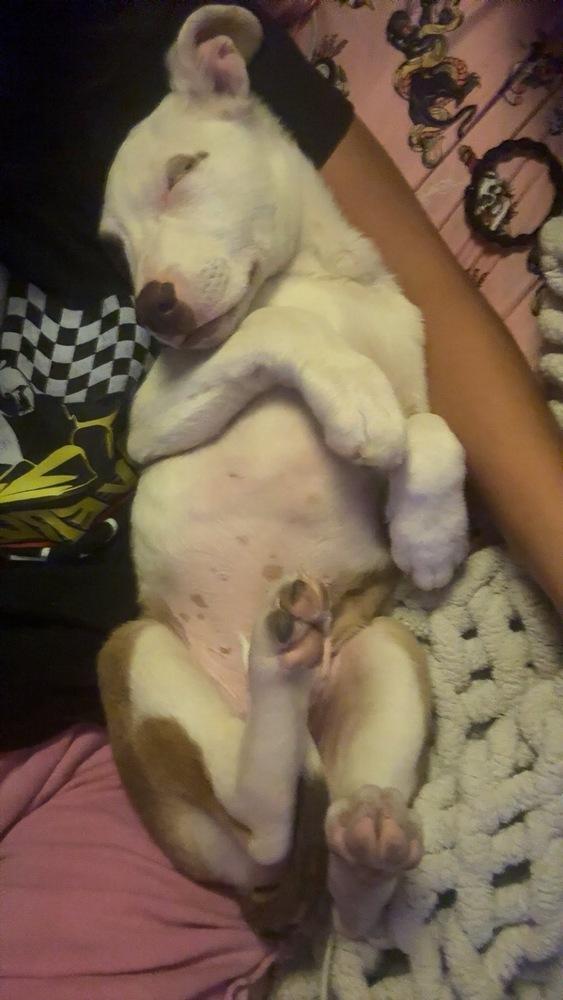 Raptor, Adoptable, Puppy Male Australian Cattle Dog / Blue Heeler.