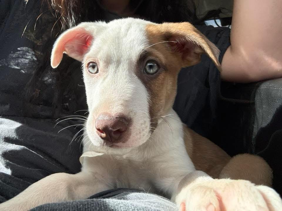 Raptor, a Adoptable mixed breed in Colorado Springs, CO image 3/6