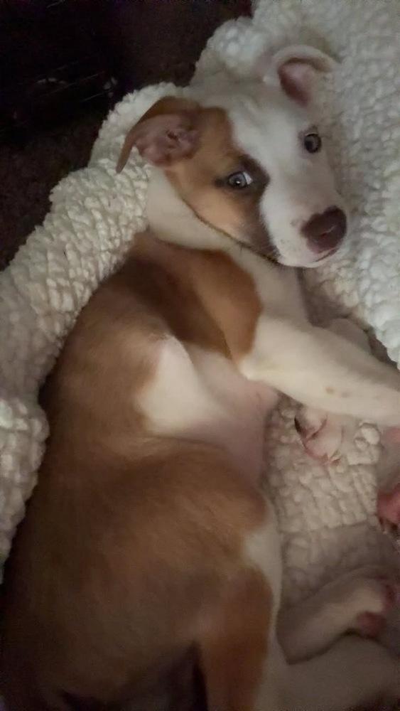 Raptor, a Adoptable mixed breed in Colorado Springs, CO image 5/6