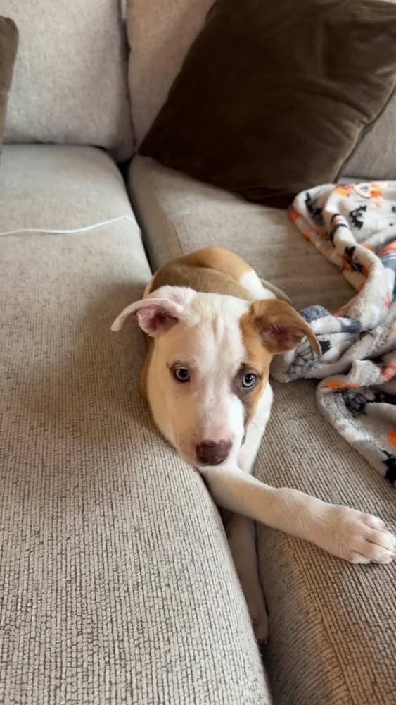 Raptor, a Adoptable mixed breed in Colorado Springs, CO image 6/6