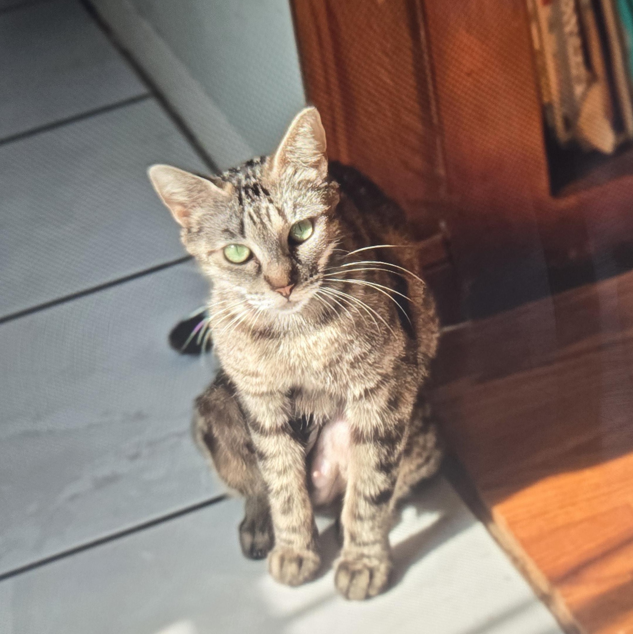 Enlarge Chetana CO13800-T, a Adoptable mixed breed in Fort Collins, CO image 3/4