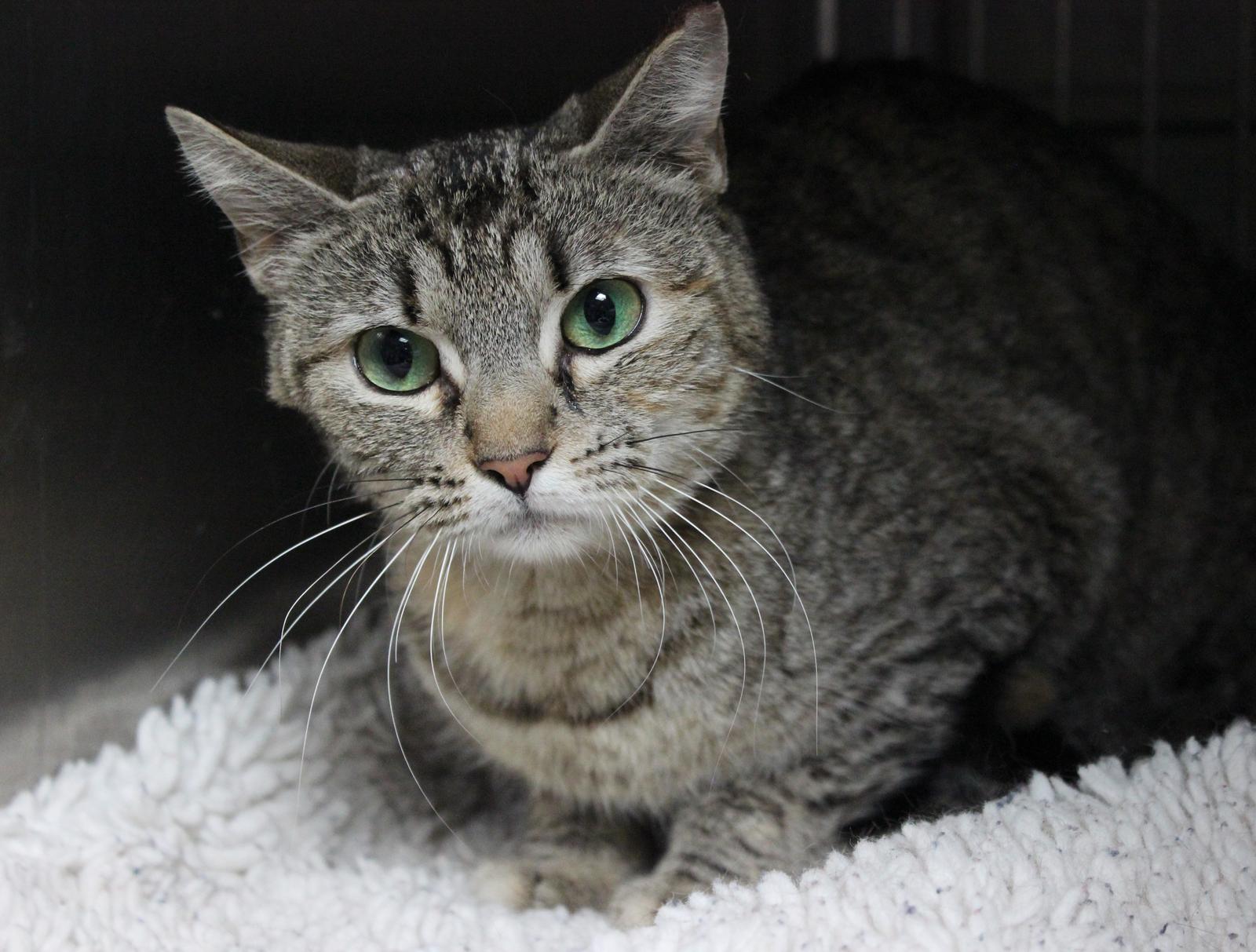 Enlarge EVIE, a Adoptable Domestic Short Hair in Pasadena, CA image 1/1