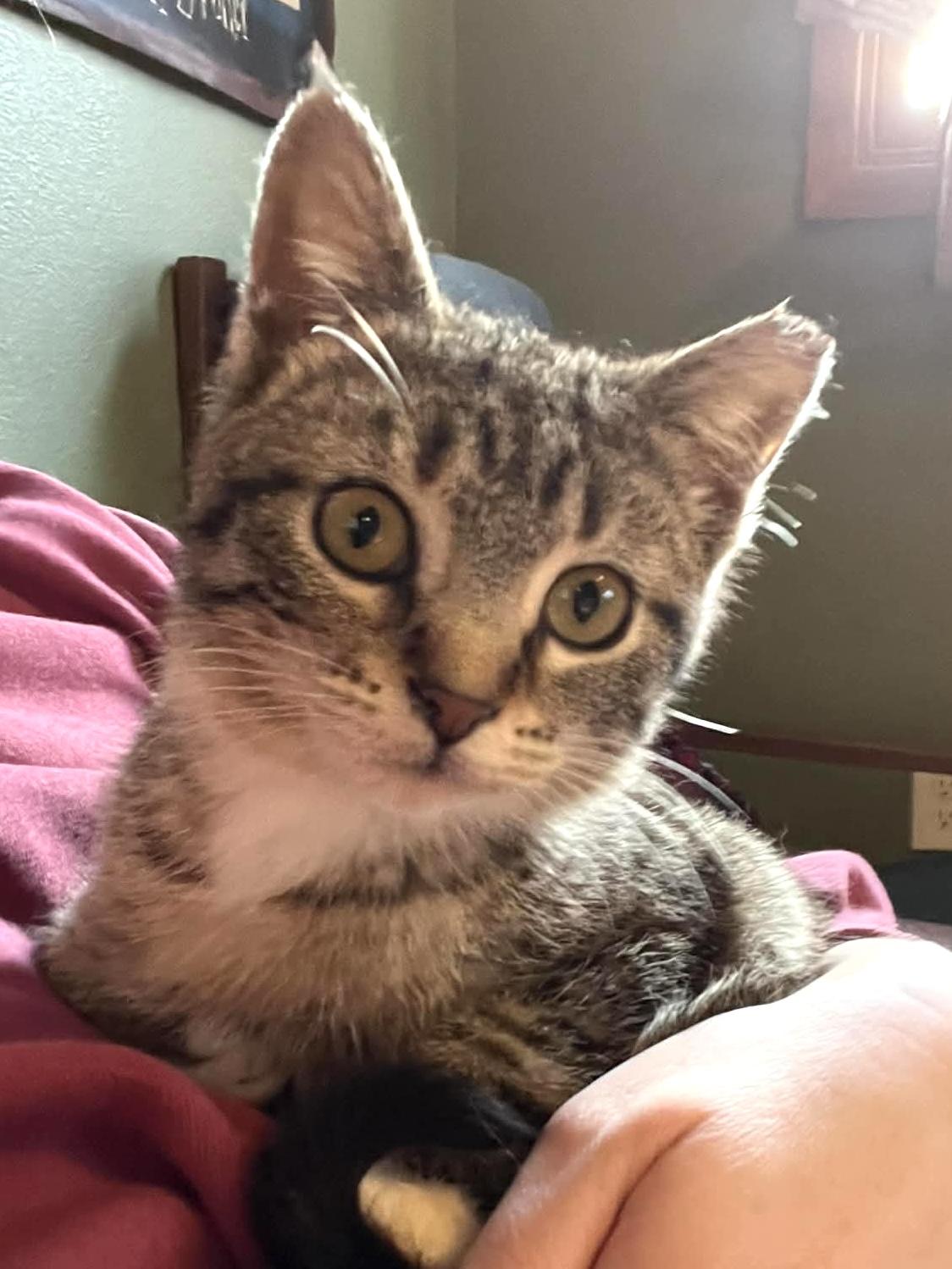 Enlarge Moon Pie, an adoptable mixed breed in Belvidere, IL image 2/5