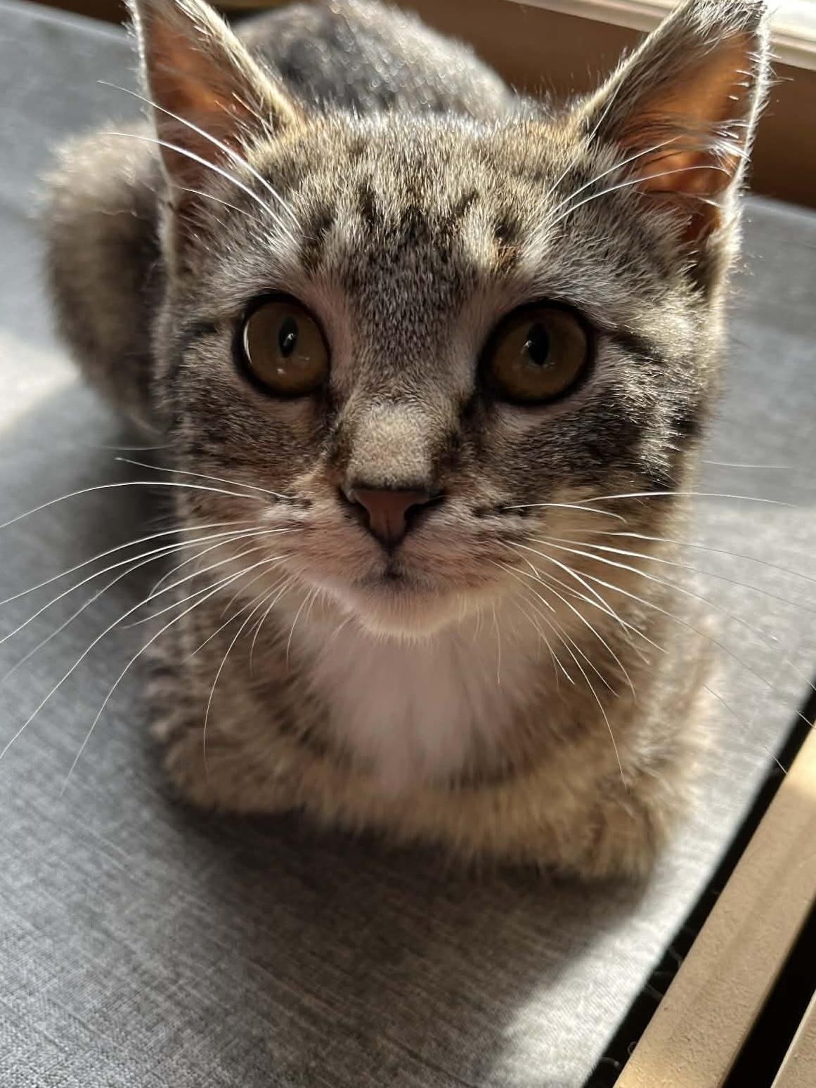 Moon Pie, adoptable, Kitten Female Domestic Short Hair & Tabby.