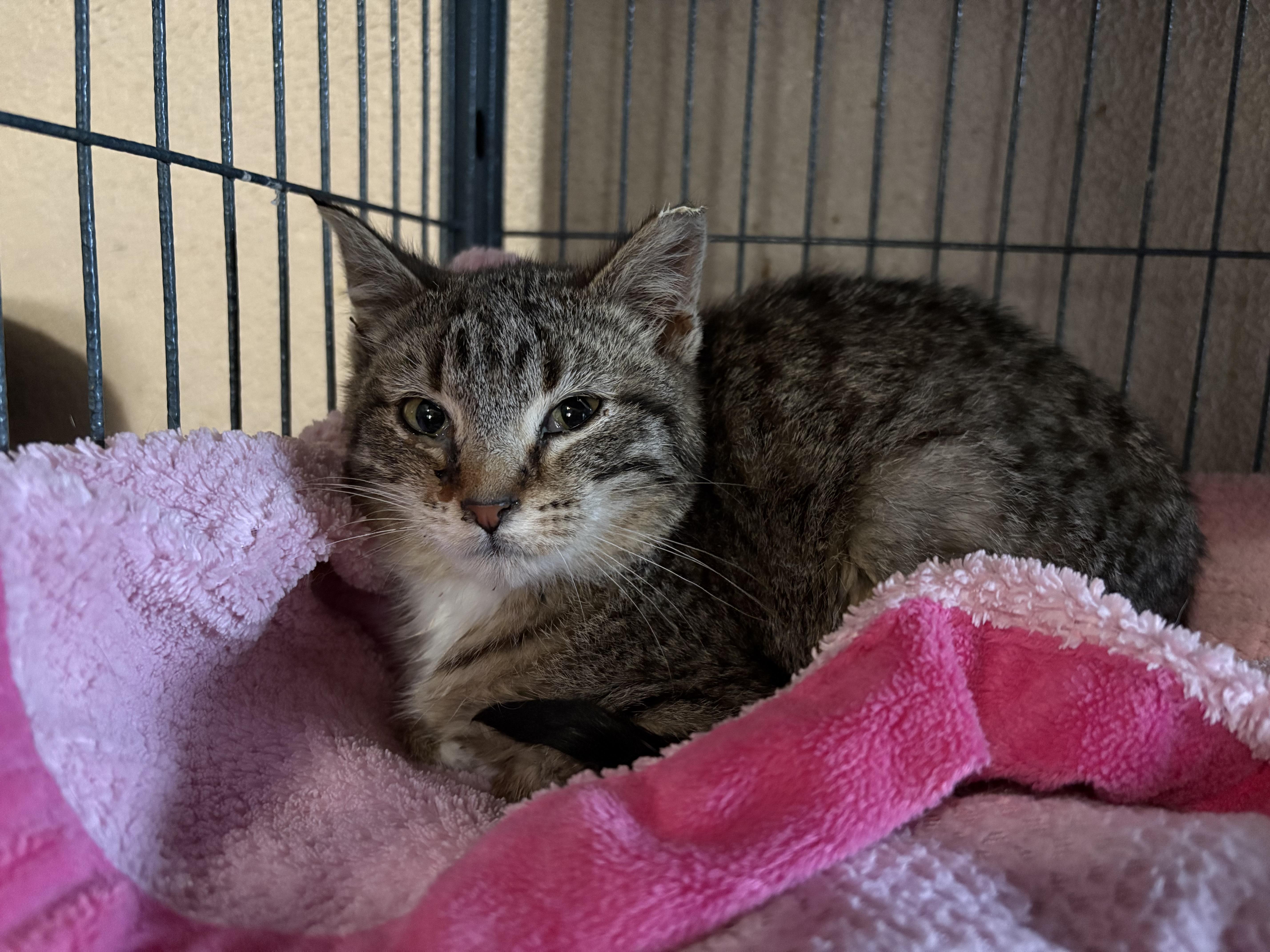 Enlarge Moon Pie, an adoptable mixed breed in Belvidere, IL image 5/5