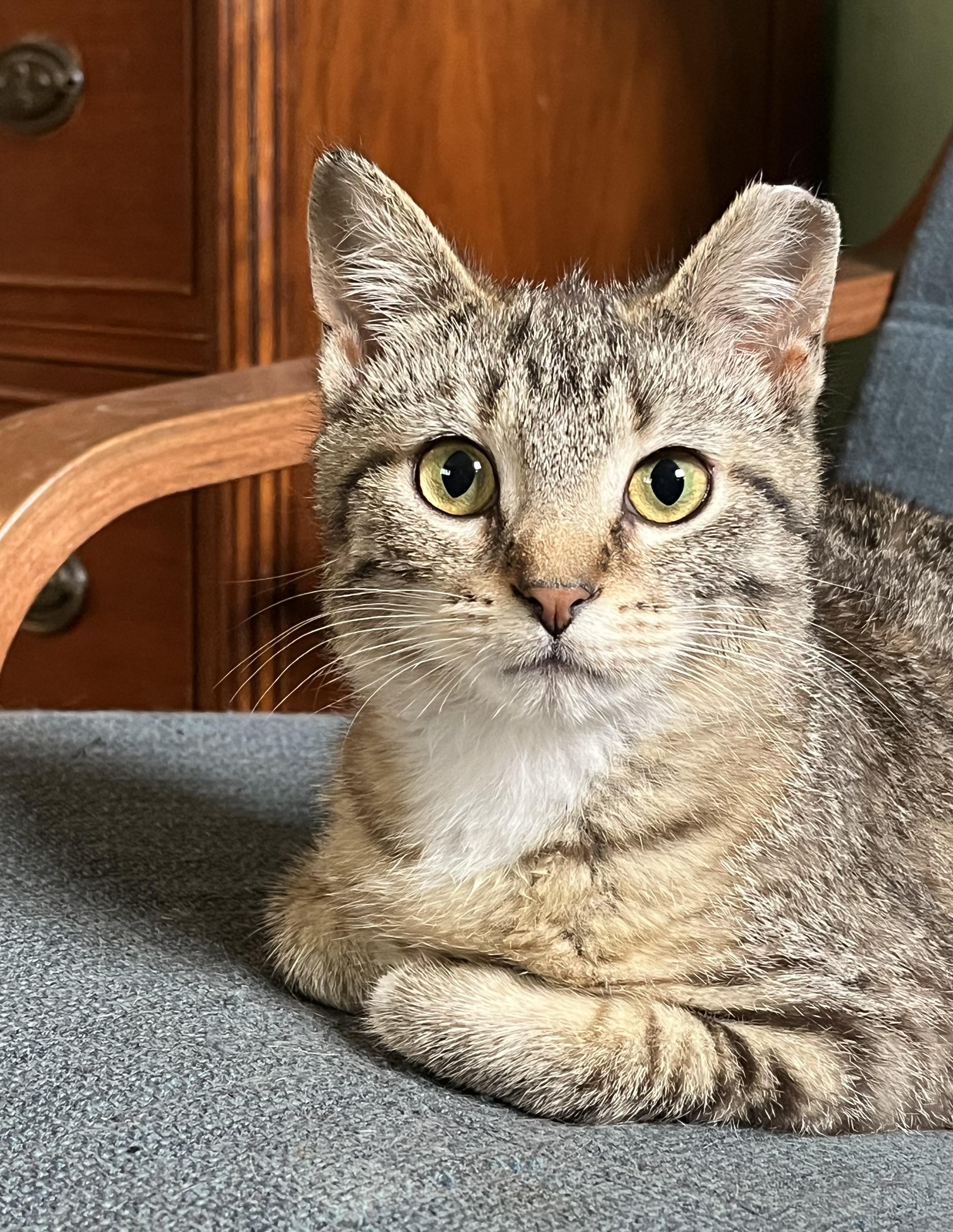 Moon Pie, an adoptable mixed breed in Belvidere, IL image 6/6