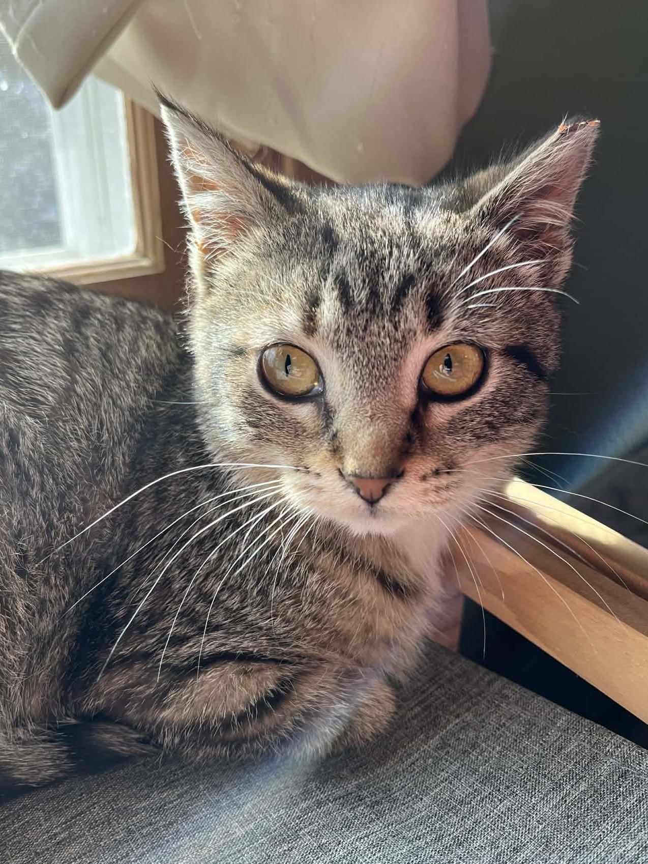 Enlarge Moon Pie, an adoptable mixed breed in Belvidere, IL image 3/5
