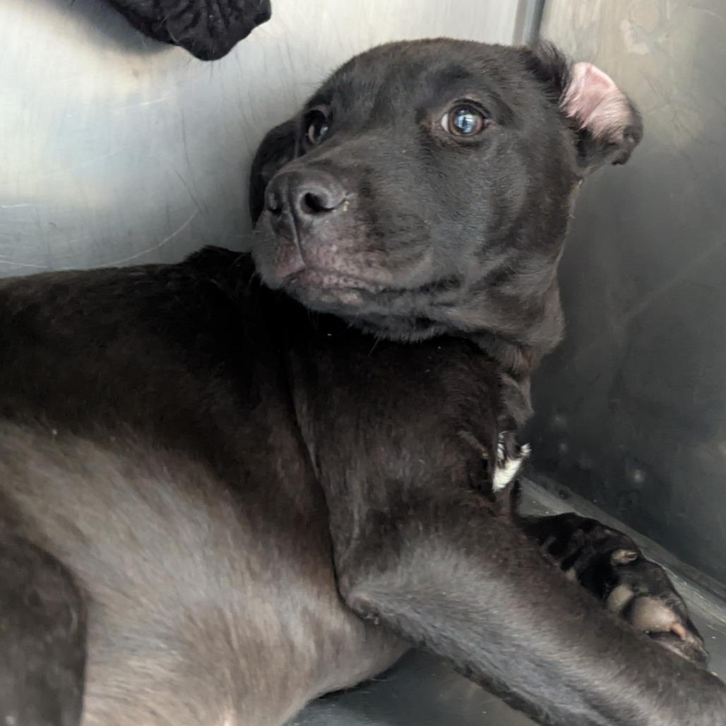 Enlarge Belle, a Adoptable Black Labrador Retriever in Parrish, AL image 1/6
