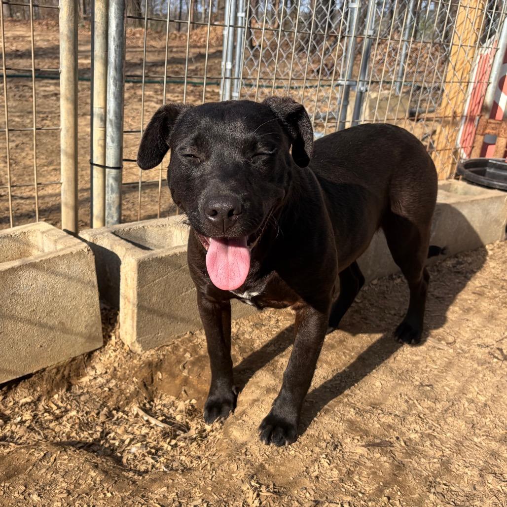 Enlarge Belle, a Adoptable Black Labrador Retriever in Parrish, AL image 2/6