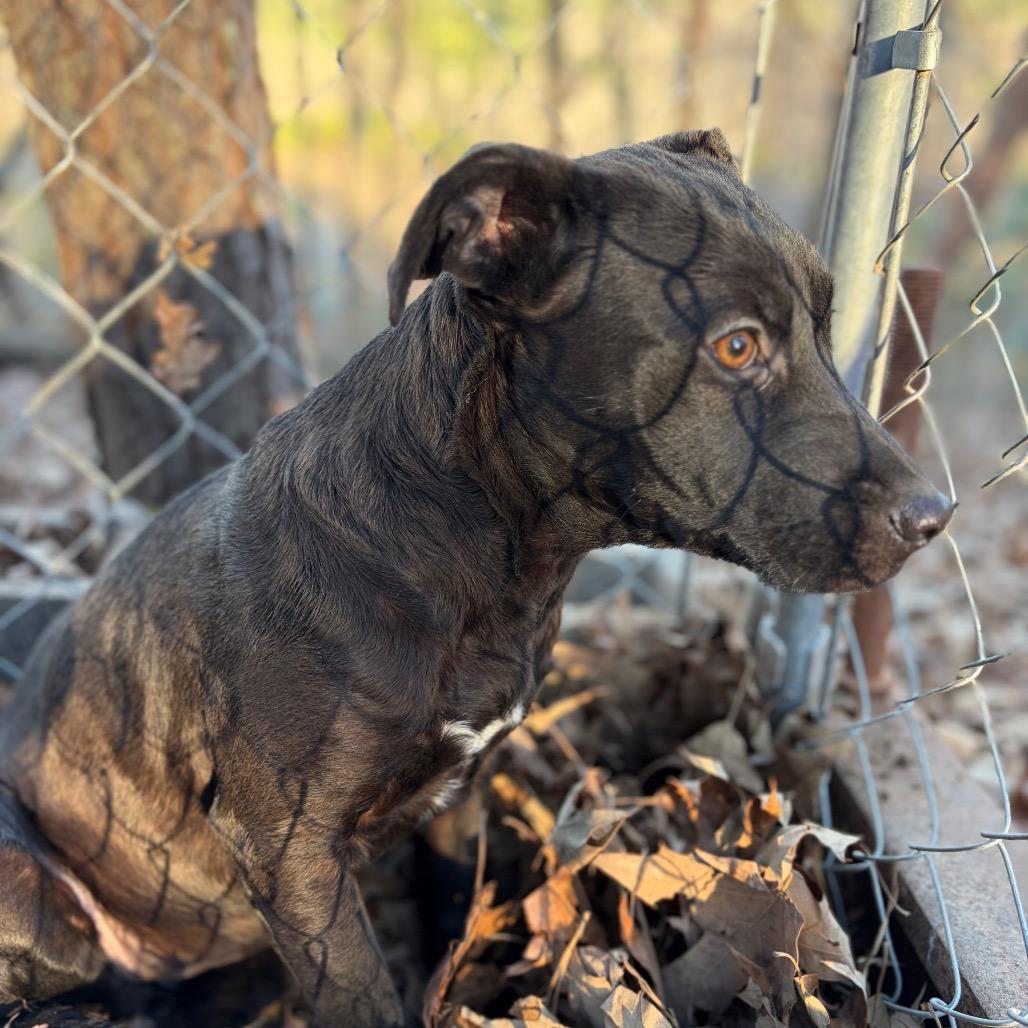 Enlarge Belle, a Adoptable Black Labrador Retriever in Parrish, AL image 3/6