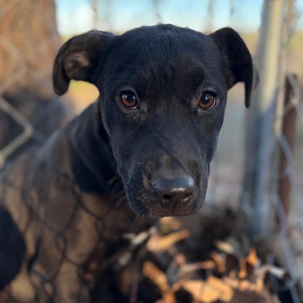 Enlarge Belle, a Adoptable Black Labrador Retriever in Parrish, AL image 4/6