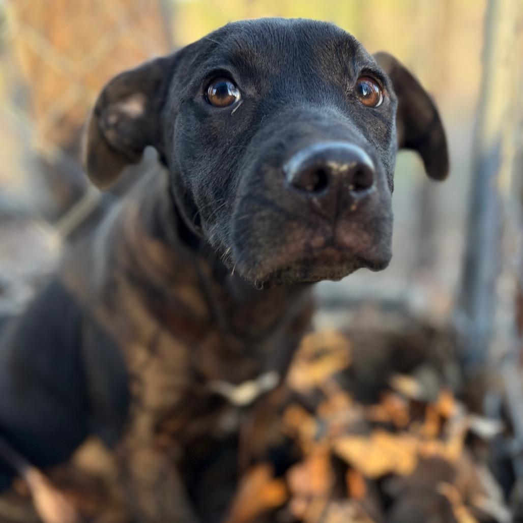 Enlarge Belle, a Adoptable Black Labrador Retriever in Parrish, AL image 5/6
