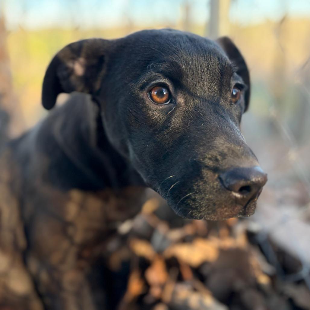 Enlarge Belle, a Adoptable Black Labrador Retriever in Parrish, AL image 6/6