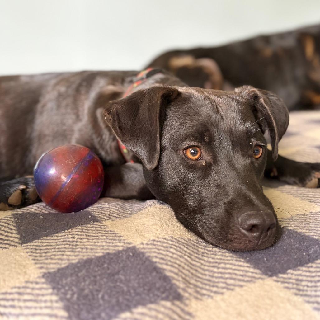 Belle, a Adoptable Black Labrador Retriever in Parrish, AL image 6/6